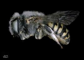   Anthidium schwarzi nbsp;female lateral habitus, photo: Chelsey Ritner 
